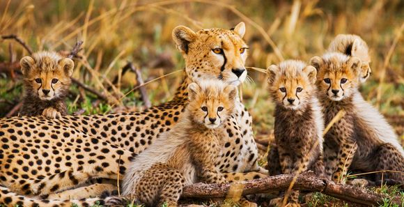 Safari en 6 nuits avec ou sans extension à Zanzibar