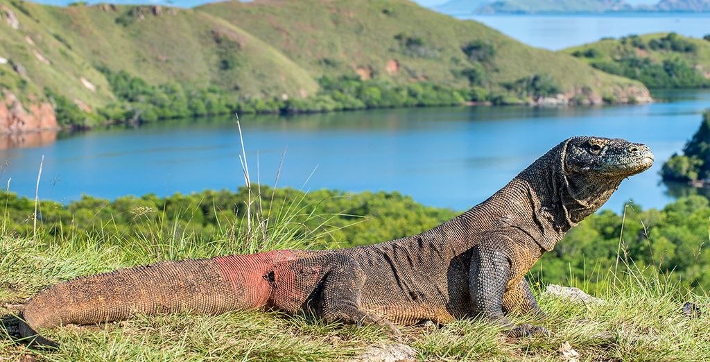 Ontdek het prachtige Bali en het fotogenieke Komodo