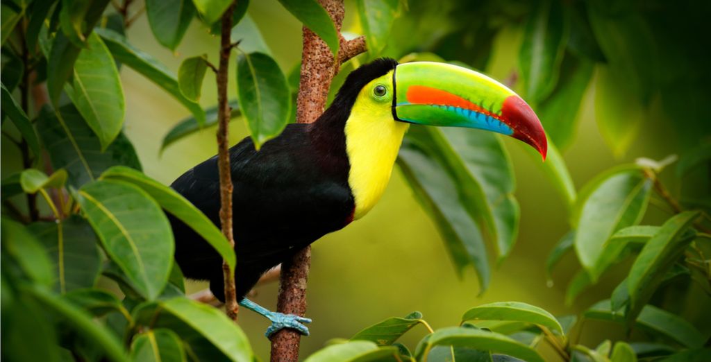 Die Highlights von Costa Rica im Auto