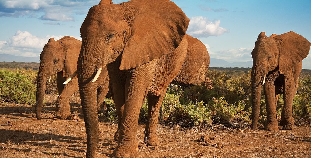 Kenia Safari Abenteuer
