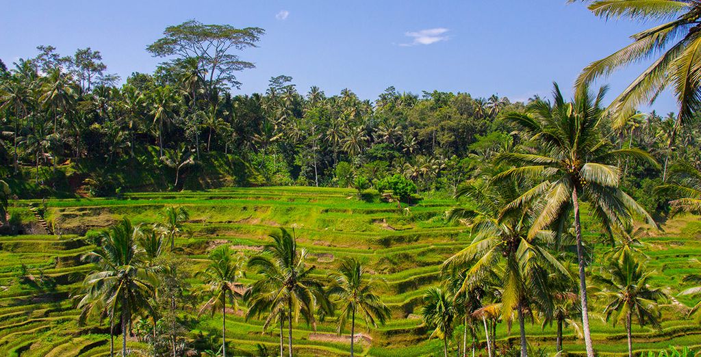 Singapur, Java y Bali