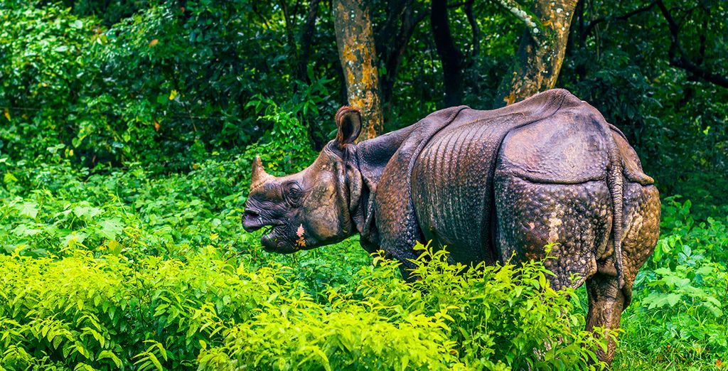 Tesoros de Nepal
