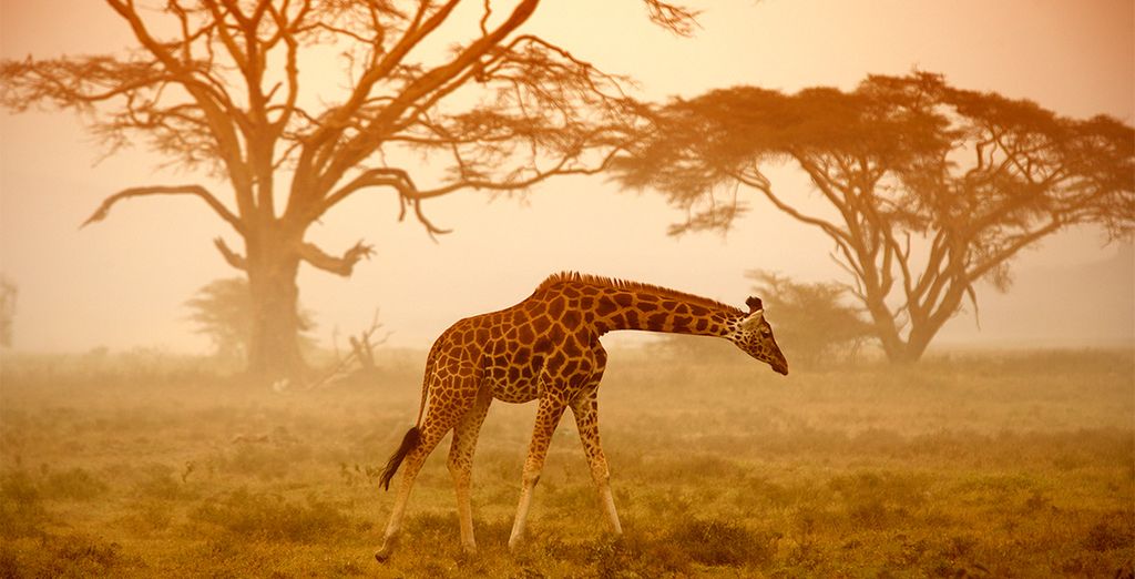 Combinado por  Nairobi, Reserva Natural Monte Kenya y playas de Diani