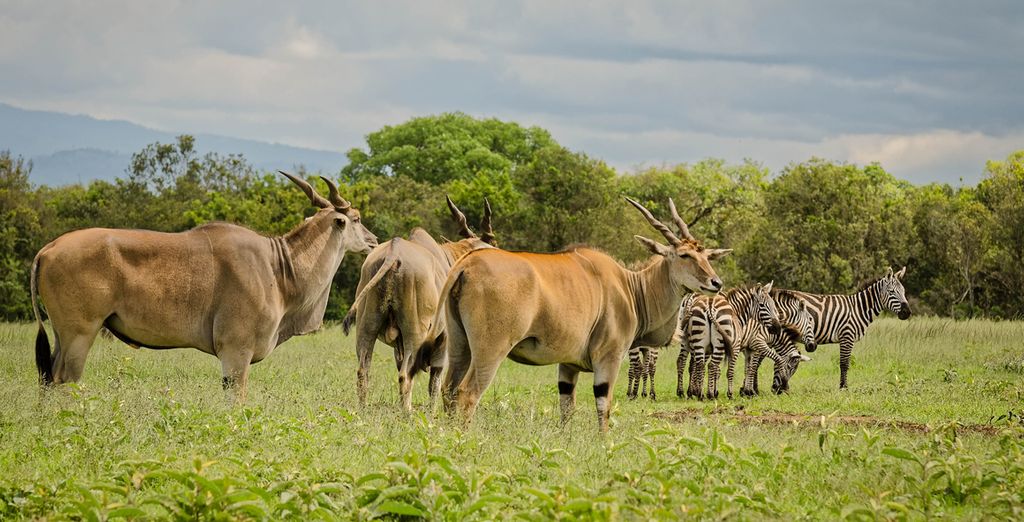 Safari en Kenia con Serena Beach Resort & Spa 5*