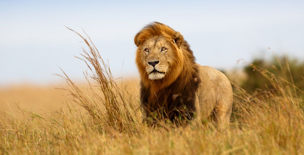 Safari en Kenia con Serena Beach Resort & Spa 5*