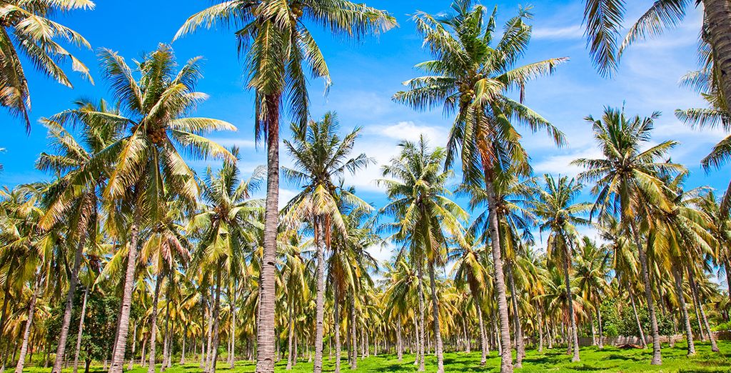 Bali y Gili Trawangan