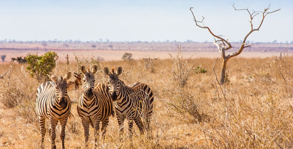 Flamingo Beach Resort & Spa 4* con safari