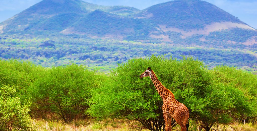 Flamingo Beach Resort & Spa 4* con safari