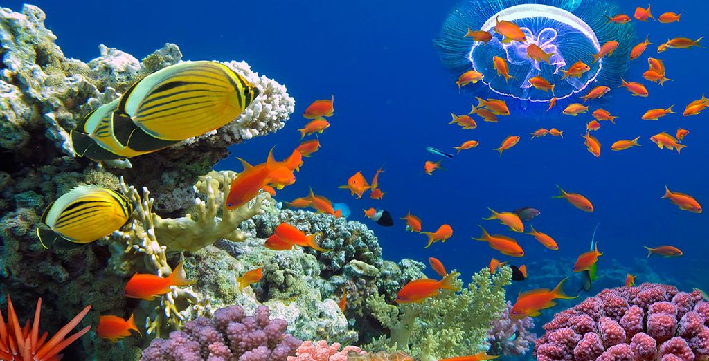 Descubre Egipto con playas del Mar Rojo