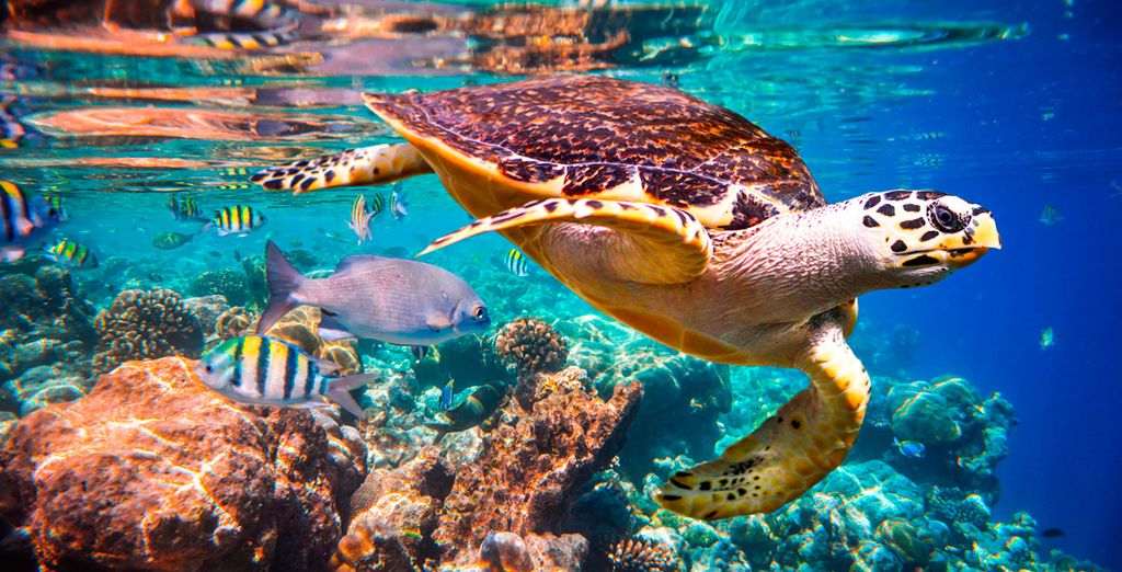 Ecuador con Crucero por las Islas Galápagos