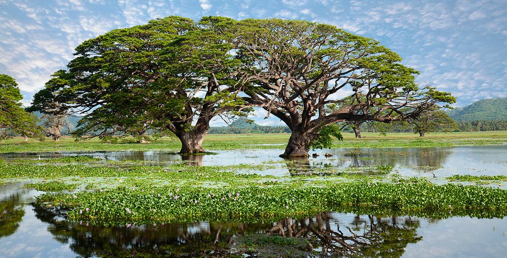 Ceylán - La Perla del Índico