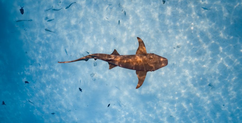 Requin de récif dans le lagon turquoise d’un atoll maldivien