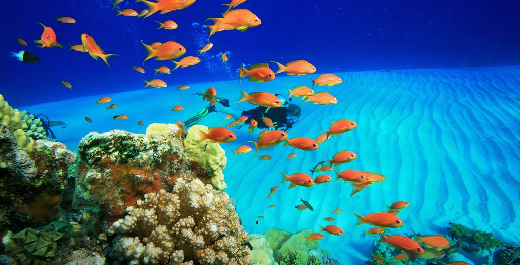 Poissons coralliens colorés au-dessus d'un récif de la mer Rouge