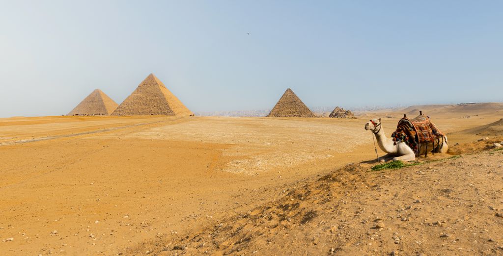 Les pyramides de Gizeh et un dromadaire dans le désert, en Égypte