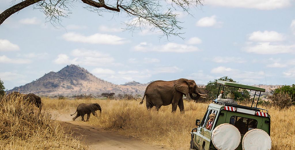 Safari en avion entre trésors écologiques et faune avec extension balnéaire