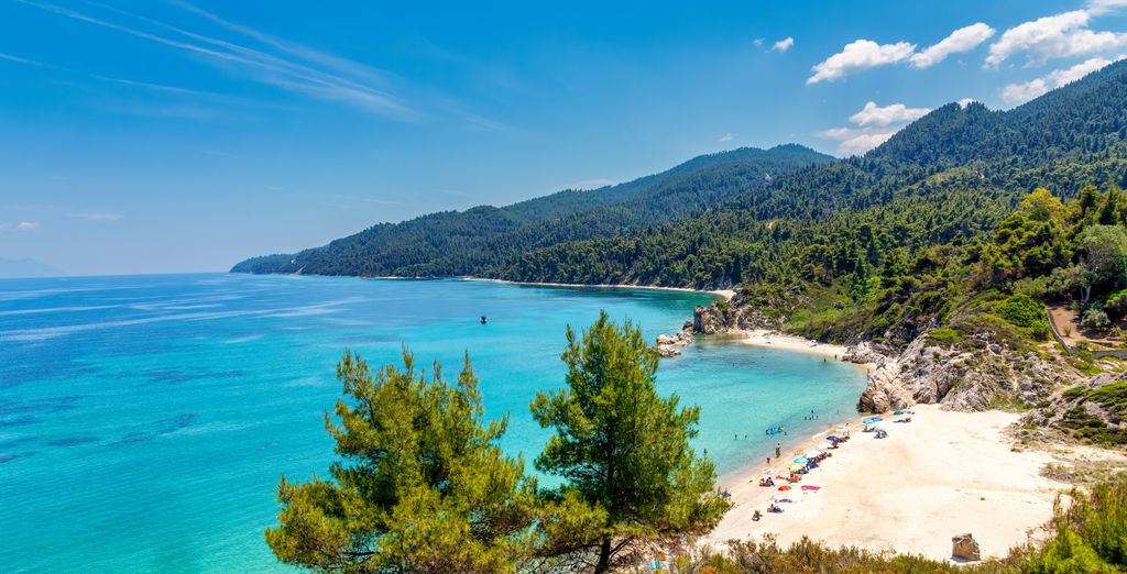 Crique bordée de pins sur la péninsule de Chalcidique, au nord de la Grèce