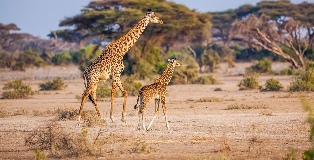 Séjour Safari 7 nuits en Réserve Privée
