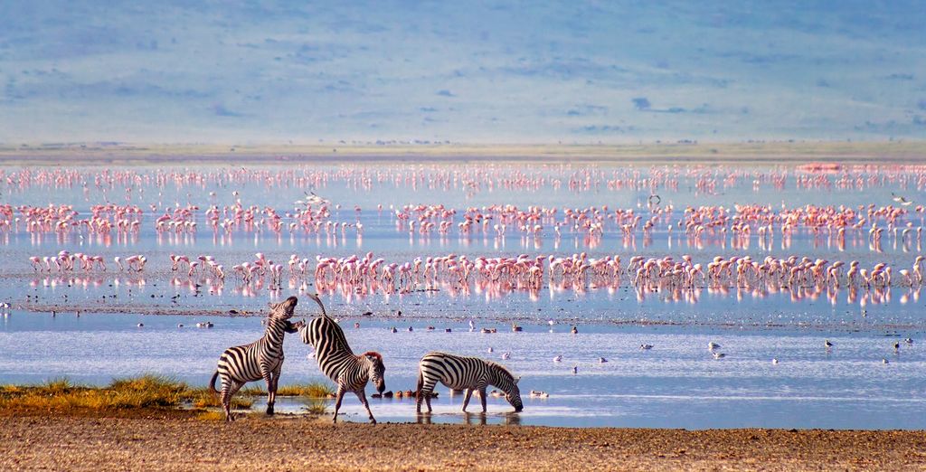 Safari les principaux parcs de la Tanzanie avec ou sans extension à Zanzibar