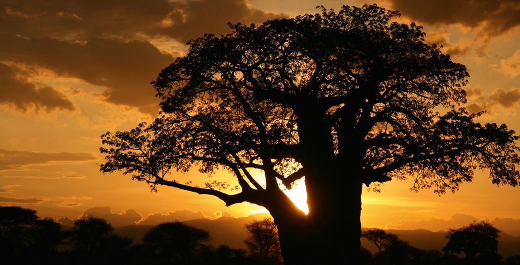 Combiné Safari et plage en 8 jours/7 nuits: Safari Tanzanie en lodges et hôtel Karafuu Beach Resort & Spa 5* à Zanzibar