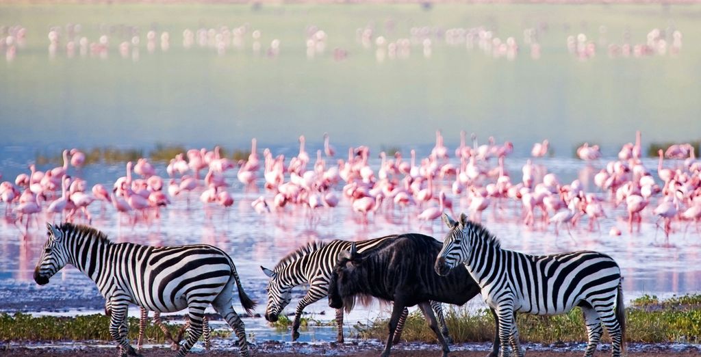 Combiné Safari et plage en 8 jours/7 nuits: Safari Tanzanie en lodges et hôtel Karafuu Beach Resort & Spa 5* à Zanzibar