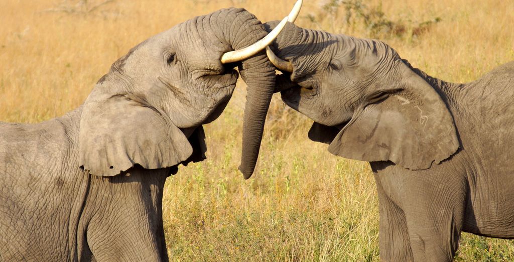 Combiné Safari et plage en 8 jours/7 nuits: Safari Tanzanie en lodges et hôtel Karafuu Beach Resort & Spa 5* à Zanzibar