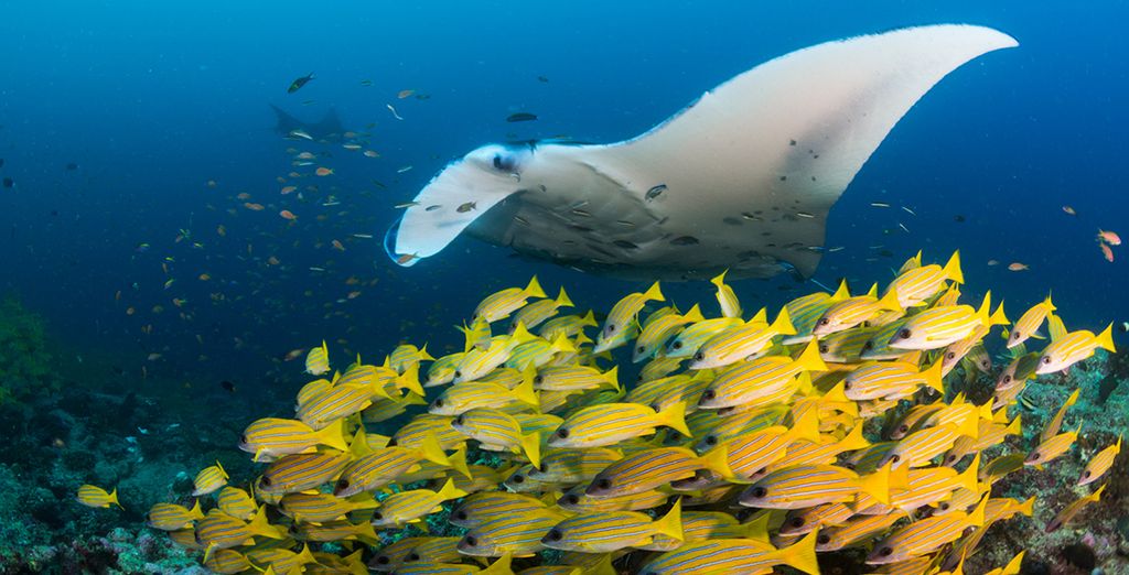 Les magnifiques animaux des Maldives à découvrir lors d’une plongée en scaphandre