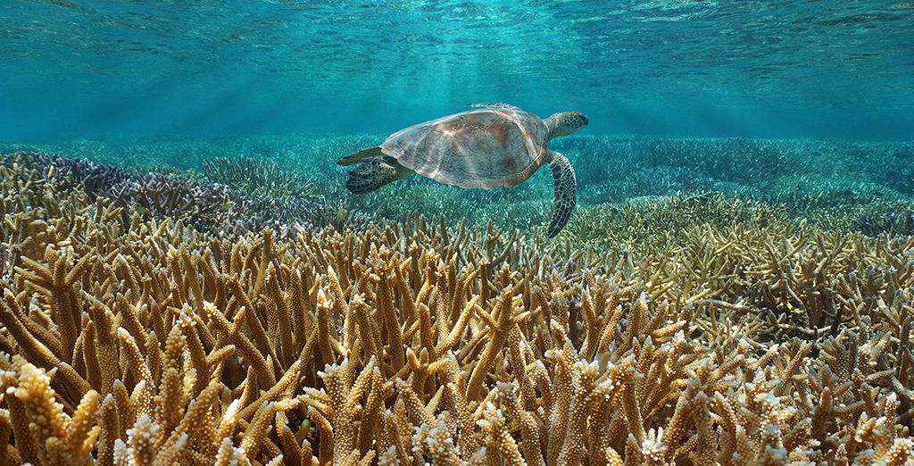 Nouméa et L’ile des Pins - pré-extension possible en Nouvelle Zélande