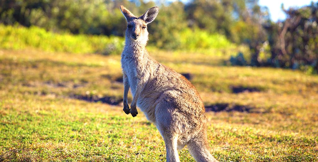 Tour dell'Australia da Sydney a Ayer's Rock a Cairns
