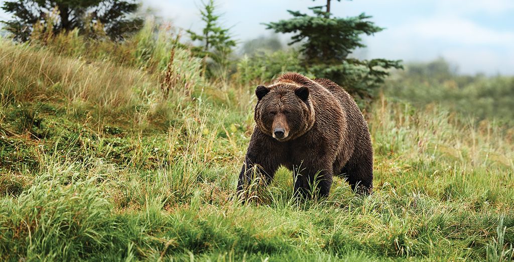 Crociera in Alaska con Princess Cruises