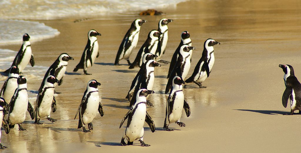 Tour Natura, Cultura e Safari in Sudafrica