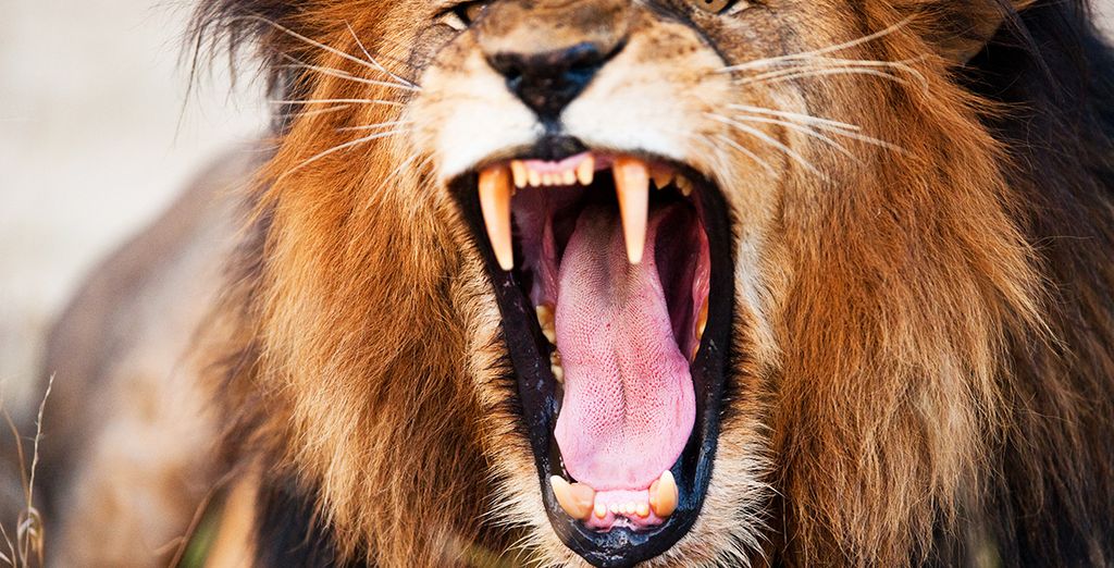Tour Natura, Cultura e Safari in Sudafrica