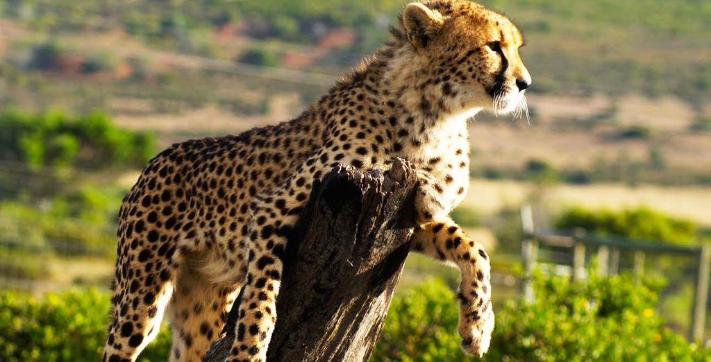 Fly and Drive Sudafrica & Dubai