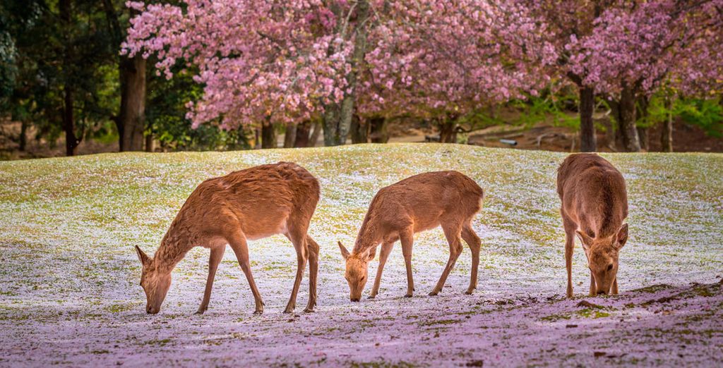 Primavera Giapponese