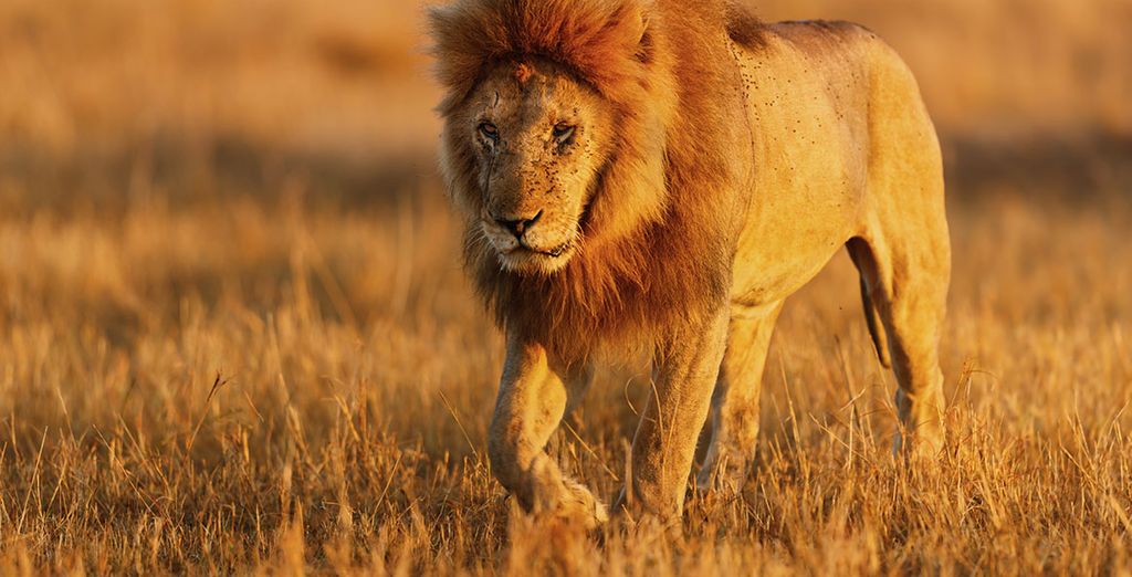 Safari nella riserva di Masai Mara + soggiorno mare a Zanzibar presso Hotel Casa del Mar