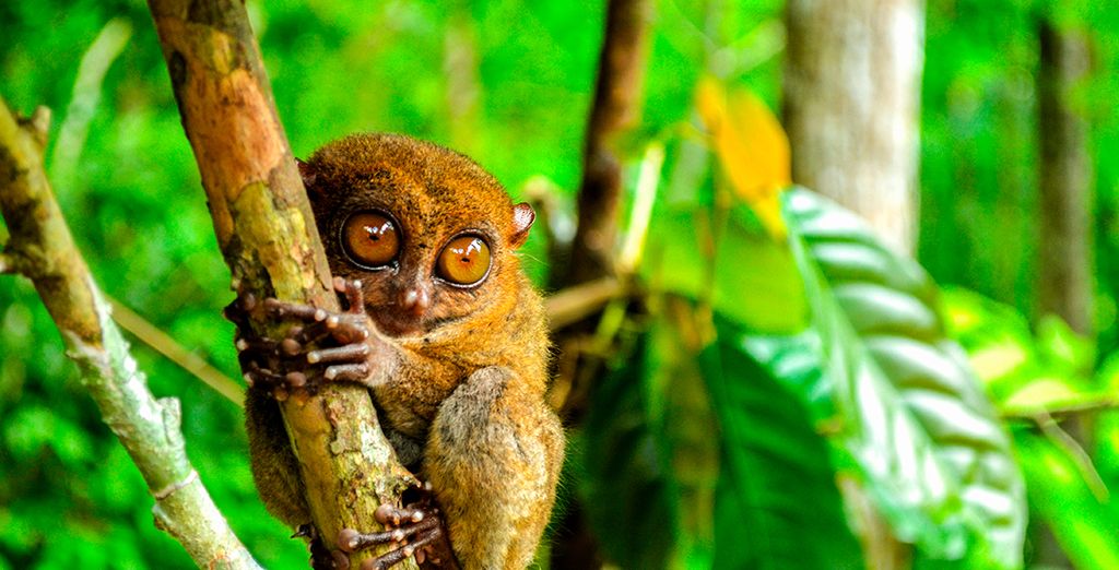 Tour privato delle Filippine con estensione mare a Bohol