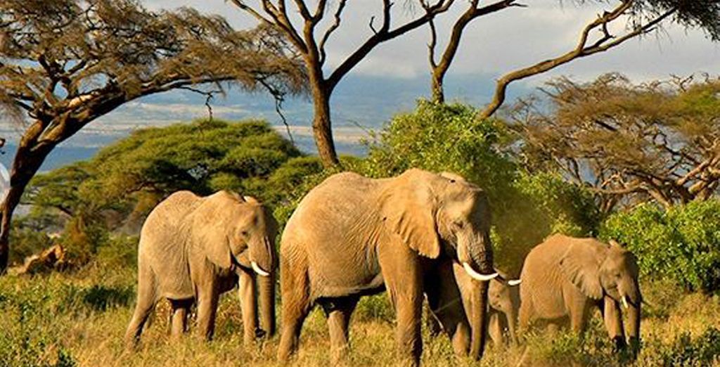 Lawford's Resort 4* + Safari