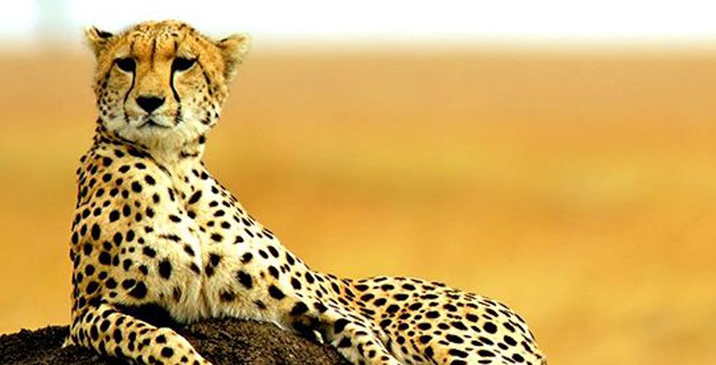 Lawford's Resort 4* + Safari