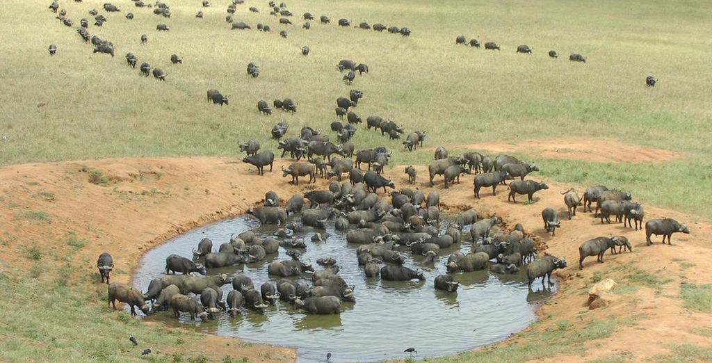 Lawford's Resort 4* + Safari