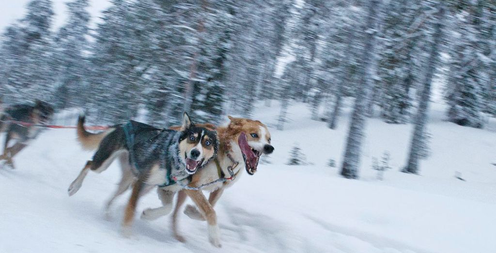 Lapponia Finlandese