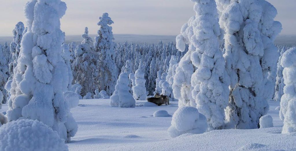 Alla scoperta della Lapponia in cottage con sauna e camino