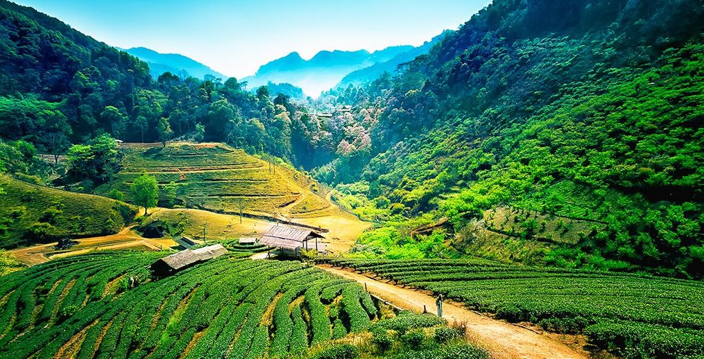 Tour 8 giorni / 7 notti da Chiang Mai a Bangkok + soggiorno mare a Krabi