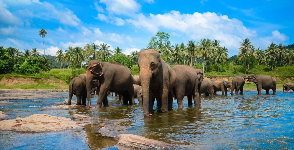 Minitour Colombo, Dambulla, Sigiriya e soggiorno mare a Chilaw