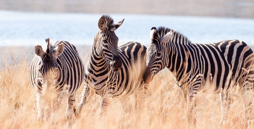 Circuito in Sudafrica & Radisson Blu Azuri Resort & Spa 5*