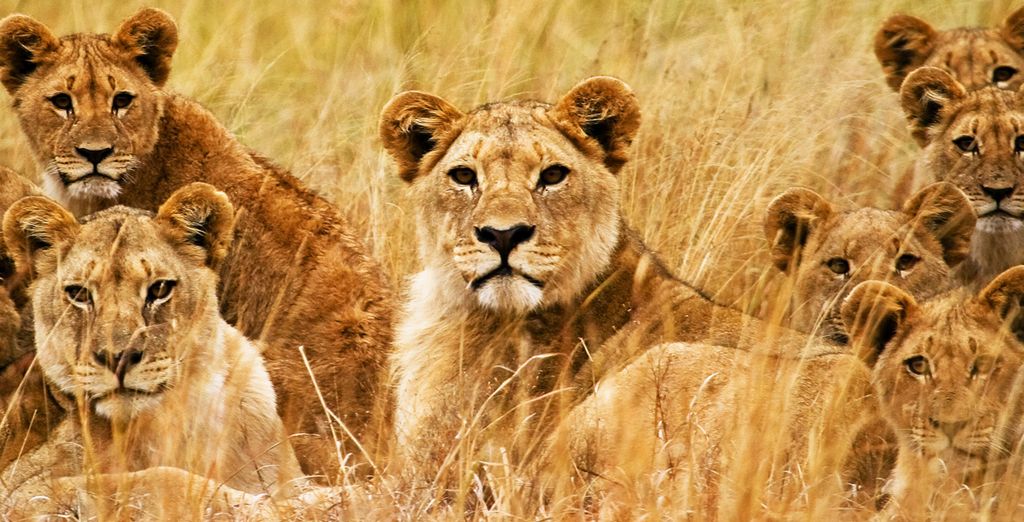 Circuito in Sudafrica & Radisson Blu Azuri Resort & Spa 5*