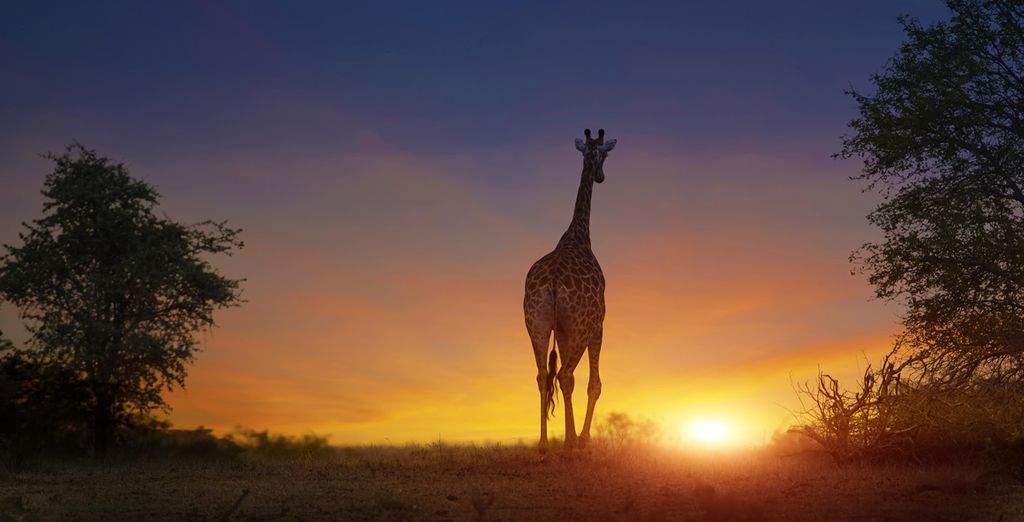 Circuito in Sudafrica & Radisson Blu Azuri Resort & Spa 5*