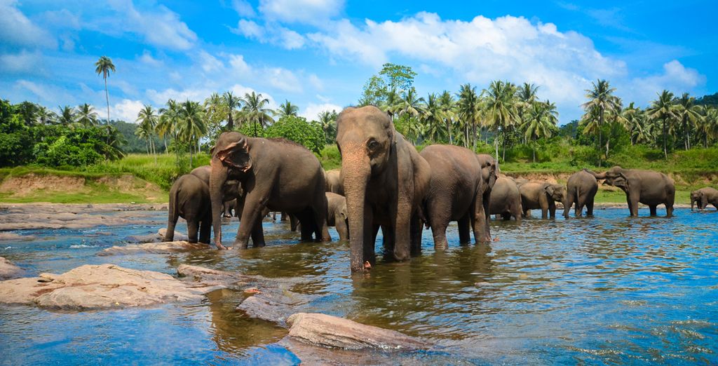 Tour alla scoperta dello Sri Lanka: da Colombo alla costa est