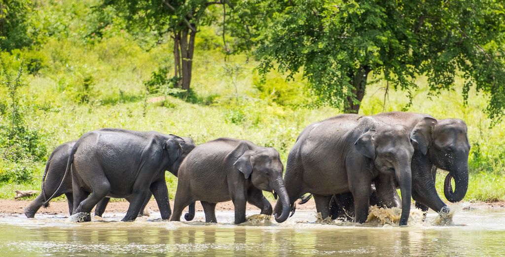 Tour alla scoperta dello Sri Lanka: da Colombo alla costa est