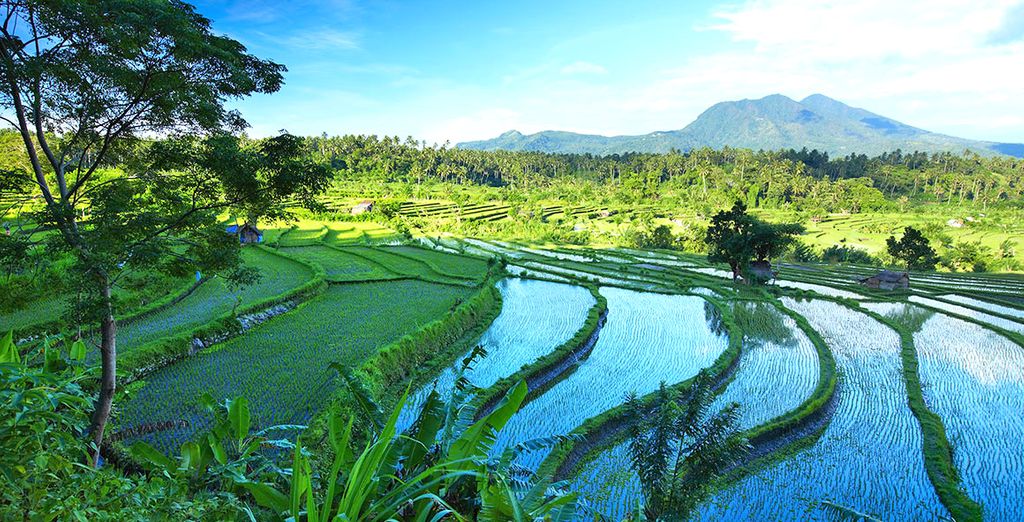 Ubud Village Monkey Forest Hotel 4* & Melia Bali 5*