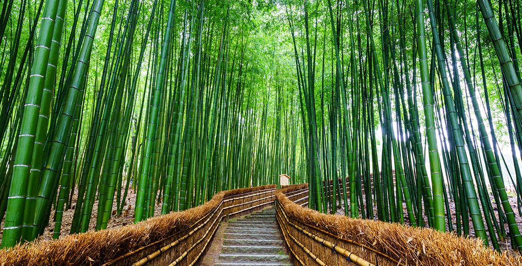 Tour del Giappone Essentials and Well-Being