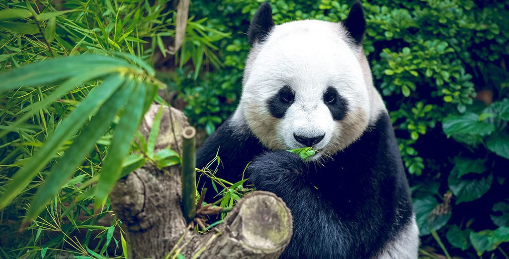 Tour privato della Cina: tra tradizione e modernità